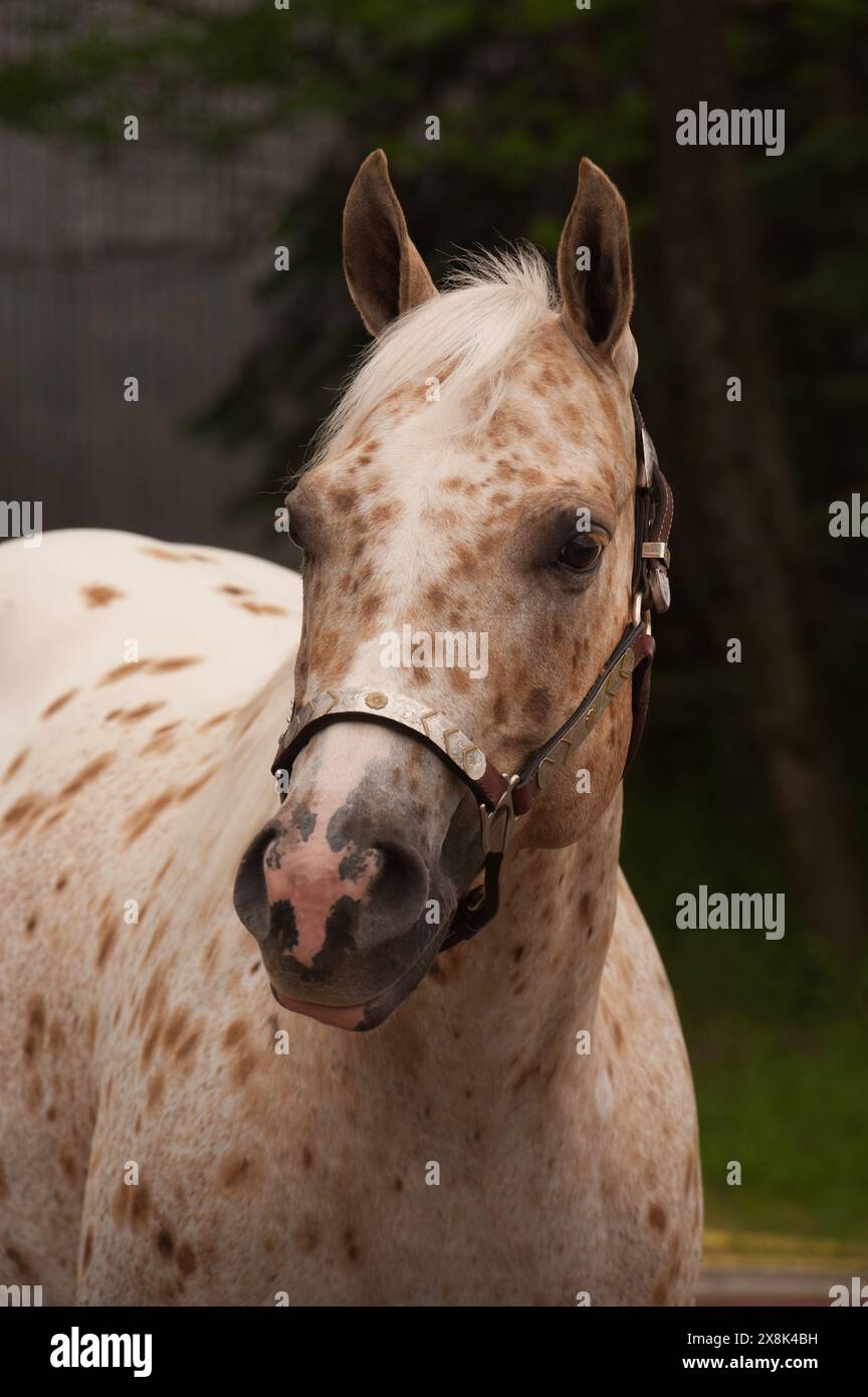 ritratto di cavallo appaloosa con testa di cavallo appaloosa con macchie e scintillante western mostra un'immagine equina verticale con vegetazione in primavera di sfondo Foto Stock