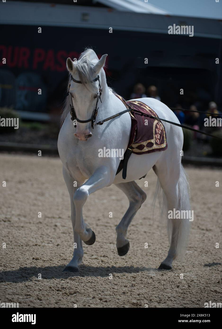 Il cavallo andaluso grigio viene mostrato in linea mentre esegue un dressage piaffe dall'aspetto maestoso con la gamba anteriore e la gamba posteriore alternata su briglia e spugna fantasiosa Foto Stock