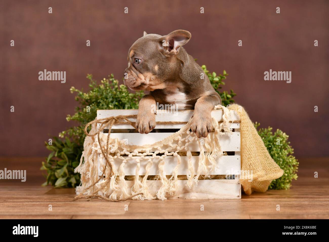Cucciolo Bulldog francese Lilac Tan in scatola con decorazioni boho davanti a sfondo marrone Foto Stock