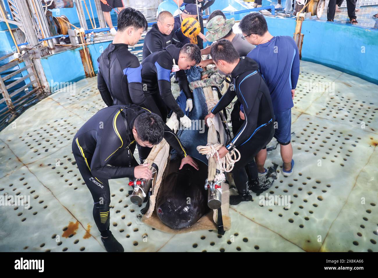 (240526) -- SANYA, 26 maggio 2024 (Xinhua) -- i membri del personale si preparano a trasferire la balena pilota a pinna corta "Haitang" presso il Sanya Haichang Animal Conservation Center di Sanya, nella provincia cinese di Hainan, 25 maggio 2024. Il 3 gennaio di quest'anno, un pilota di balena a pinna corta maschio ferito è stato trovato bloccato nella baia di Haitang di Sanya. È stato inviato al Sanya Haichang Animal Conservation Center per il trattamento ed è stato chiamato "Haitang". Grazie alla meticolosa cura fornita da allevatori professionisti e volontari, 'Haitang' si riprende bene ed è determinato a essere rimesso in mare dopo Foto Stock