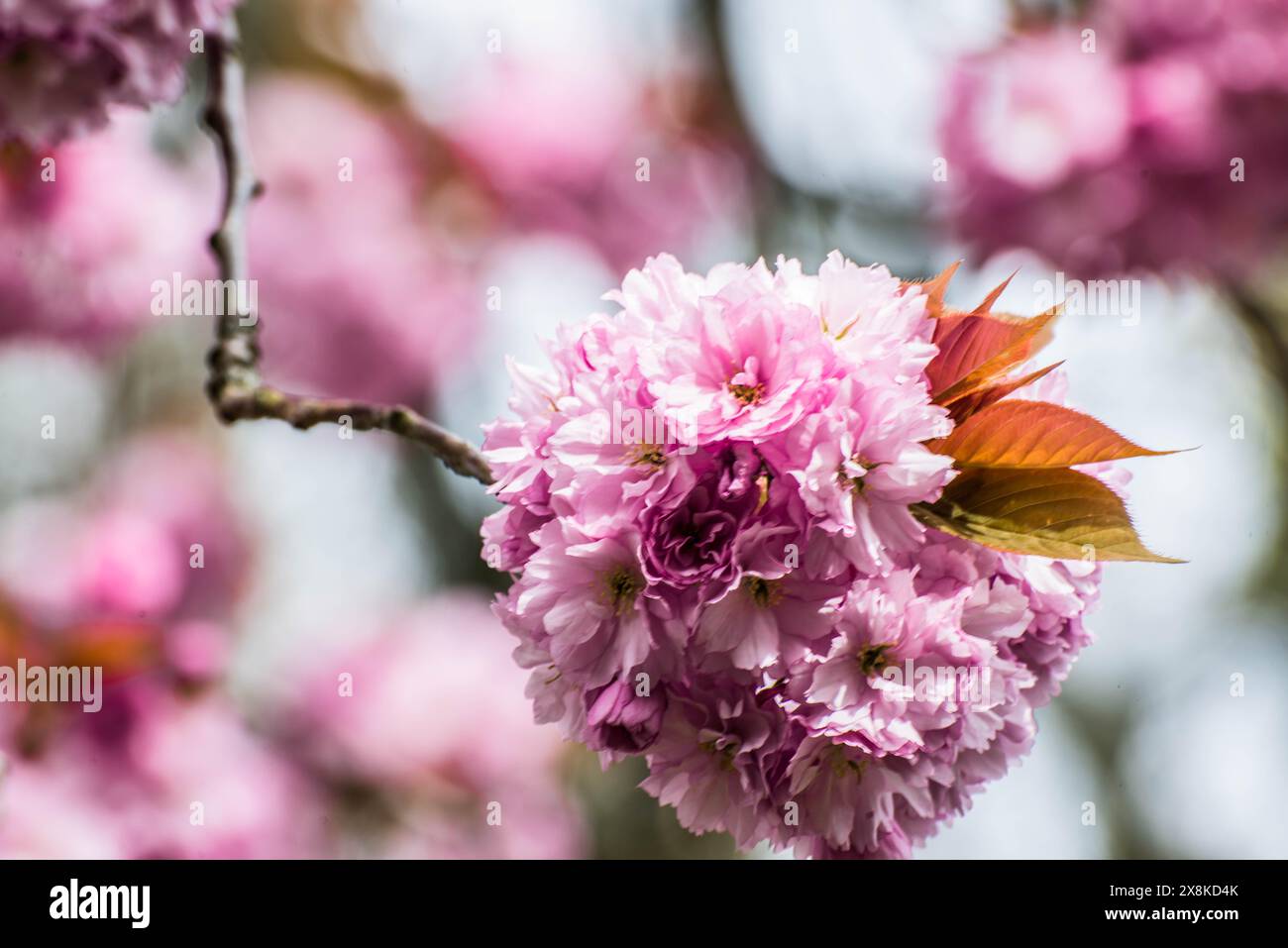 Fiori Raymond Boswell Foto Stock