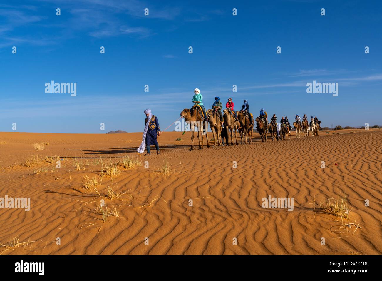 Merzouga, Marocco - 9 marzo 2024: Guida berbera che conduce un gruppo turistico in un percorso dromedario nel deserto del Sahara in Marocco Foto Stock