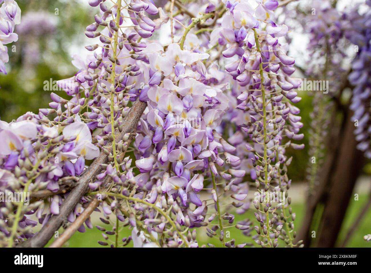 Fiore di Wisteria in primavera su sfondo verde erba, messa a fuoco morbida Foto Stock