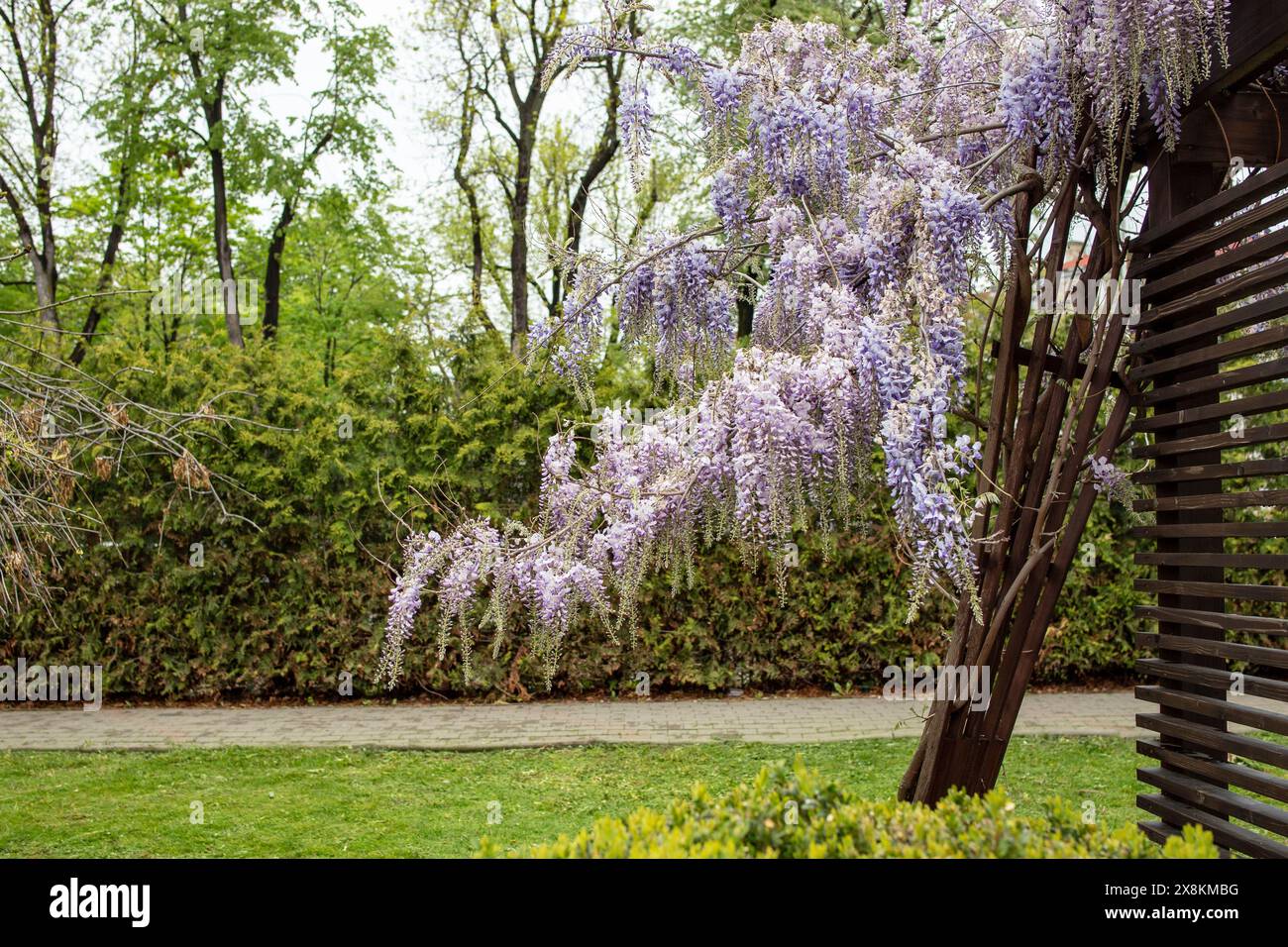 Rami di fiori di gilda in primavera con un vicolo di parco sullo sfondo, messa a fuoco morbida in primo piano Foto Stock