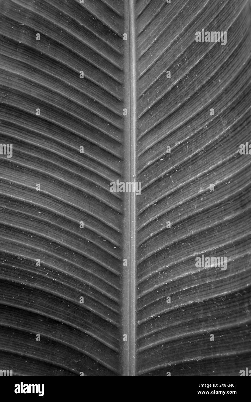 Close up della balestra Foto Stock