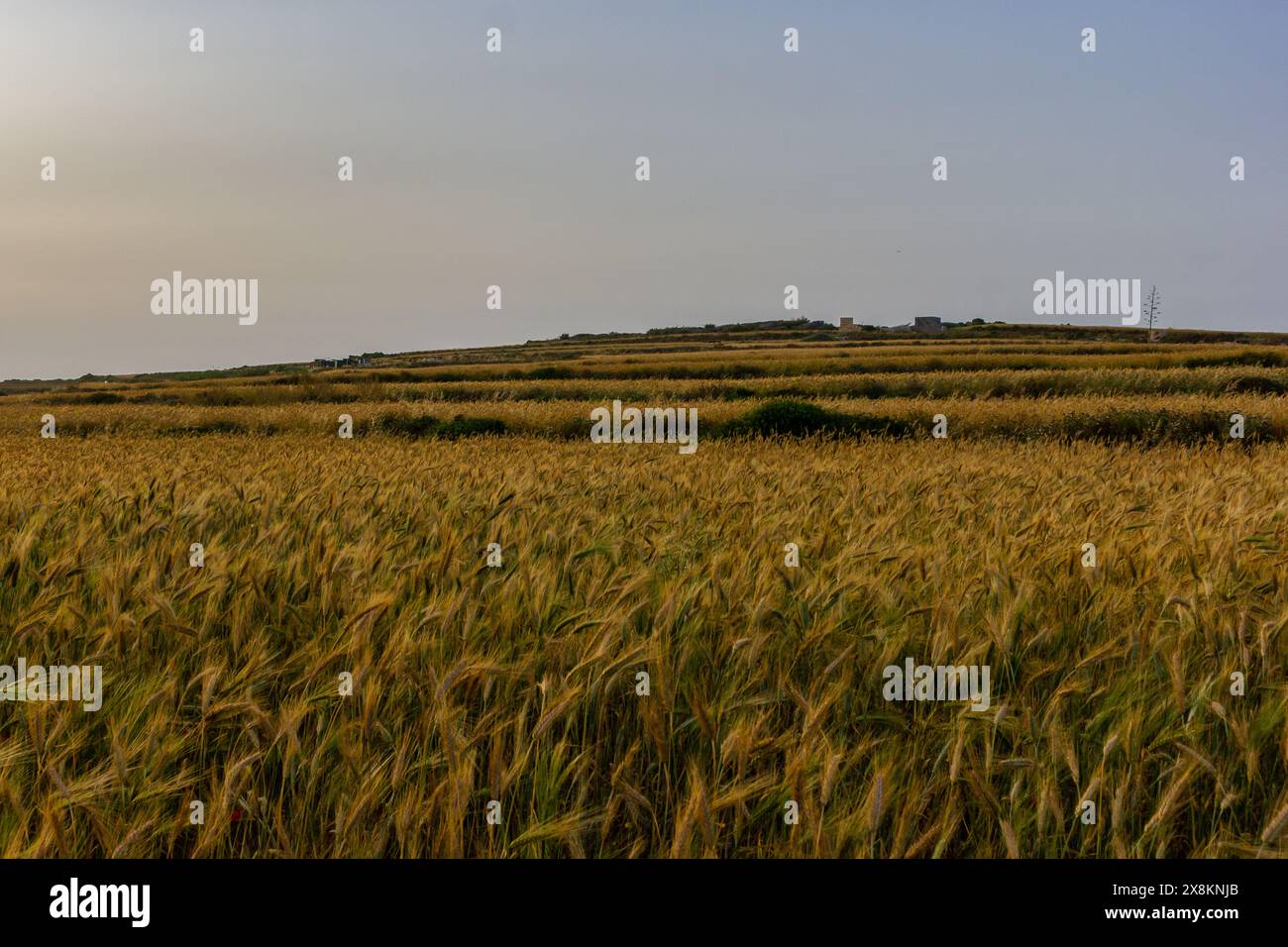 Un tranquillo campo di piante di cereali mature, crogiolarsi alla luce del sole dorato e ondeggiare dolcemente in un prato di prateria naturale; un'impressionante esposizione di nat Foto Stock