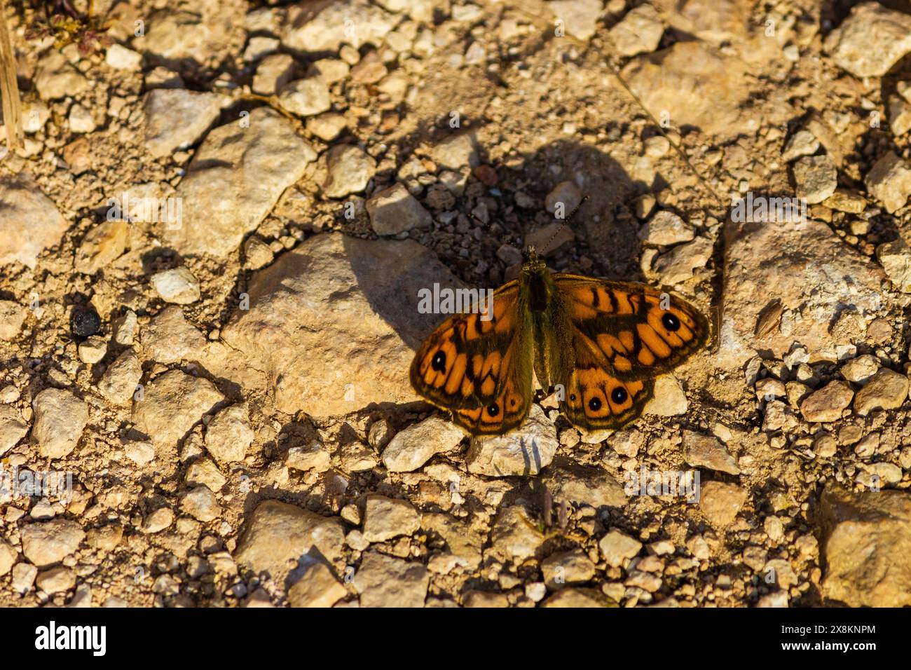 Farfalla con ali arancioni, primo piano in natura. Foto Stock