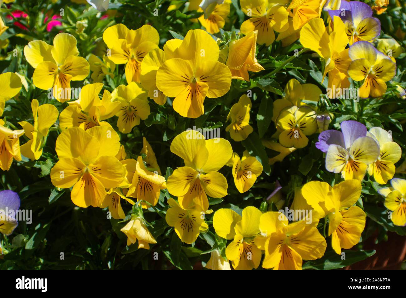 Fiori di stagione in primavera, pansie di fiori da giardino Foto Stock