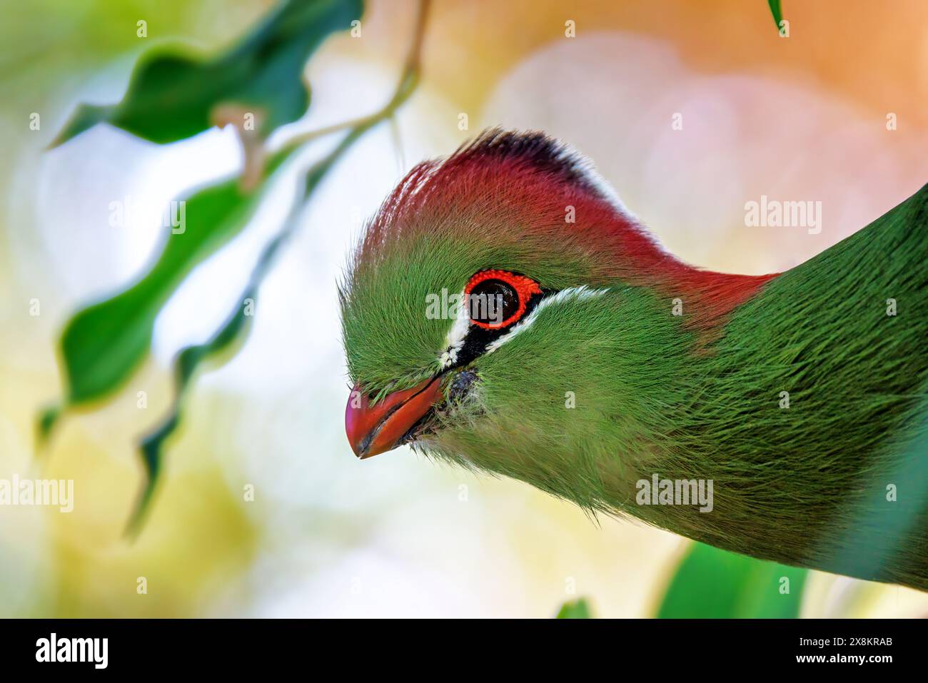 Un turaco adulto di fischer, tauraco fischeri, ritratto ravvicinato con spazio per il testo. Questo colorato uccello è quasi minacciato in natura ed è endemico Foto Stock