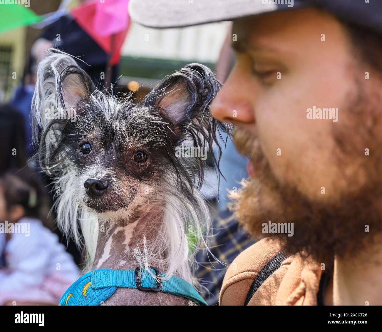Londra, Regno Unito. 26 maggio 2024. Stitch, un cane Crested cinese di 5 anni, con il suo proprietario. Quest'anno il famoso Greenwich Dog Show torna nei giardini dell'Old Royal Naval College di Greenwich, con il giudice Jodie McCallum. Cani di tutte le razze e dimensioni competono nelle classi di cani, tra cui la coda più strana, il cane più scortese e il cucciolo più carino. Crediti: Imageplotter/Alamy Live News Foto Stock