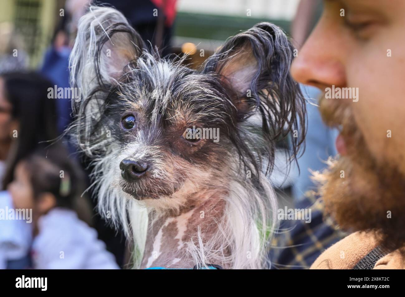 Londra, Regno Unito. 26 maggio 2024. Stitch, un cane Crested cinese di 5 anni, con il suo proprietario. Quest'anno il famoso Greenwich Dog Show torna nei giardini dell'Old Royal Naval College di Greenwich, con il giudice Jodie McCallum. Cani di tutte le razze e dimensioni competono nelle classi di cani, tra cui la coda più strana, il cane più scortese e il cucciolo più carino. Crediti: Imageplotter/Alamy Live News Foto Stock