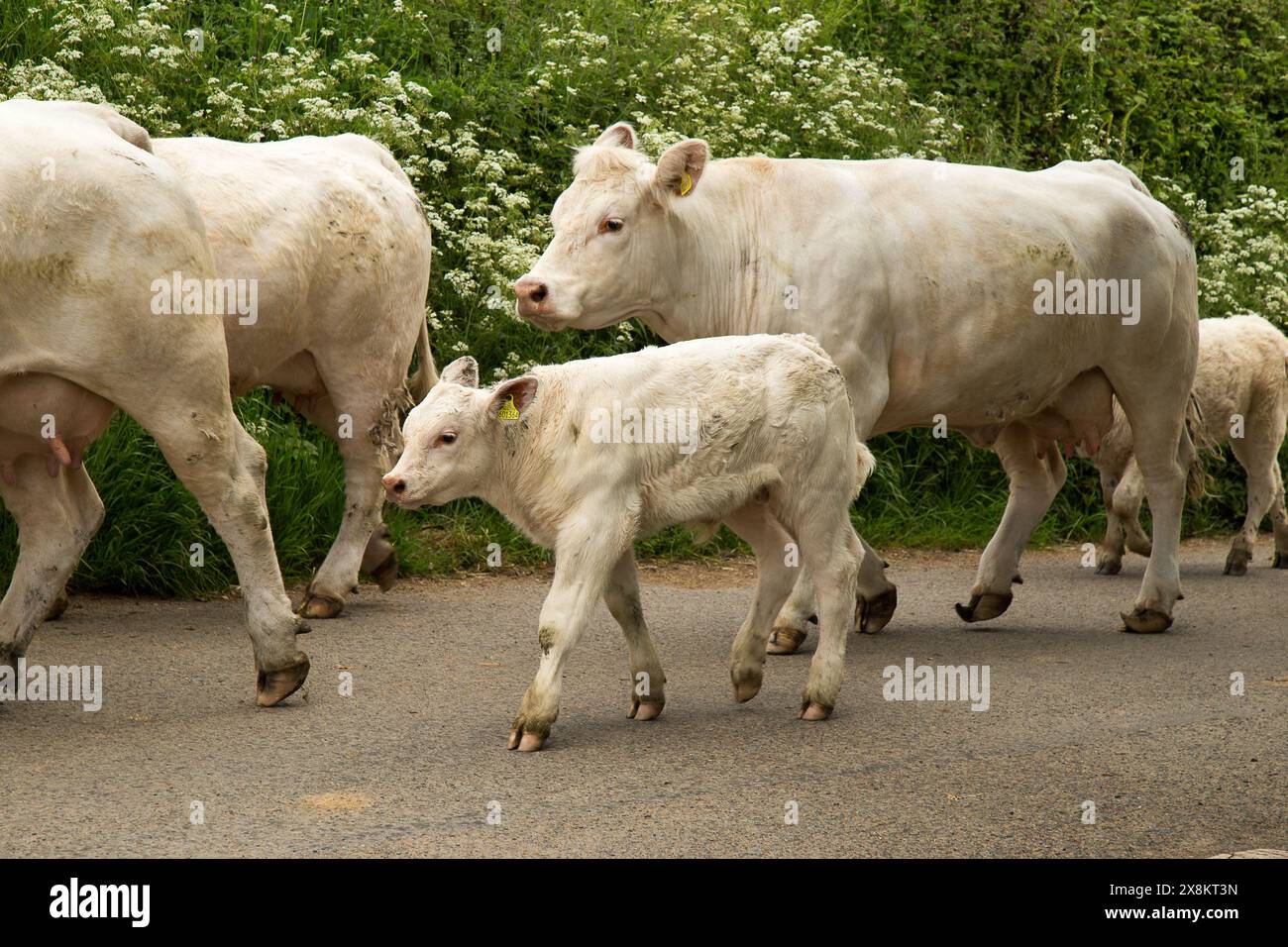 Vacche Charolais vitelli toro Foto Stock