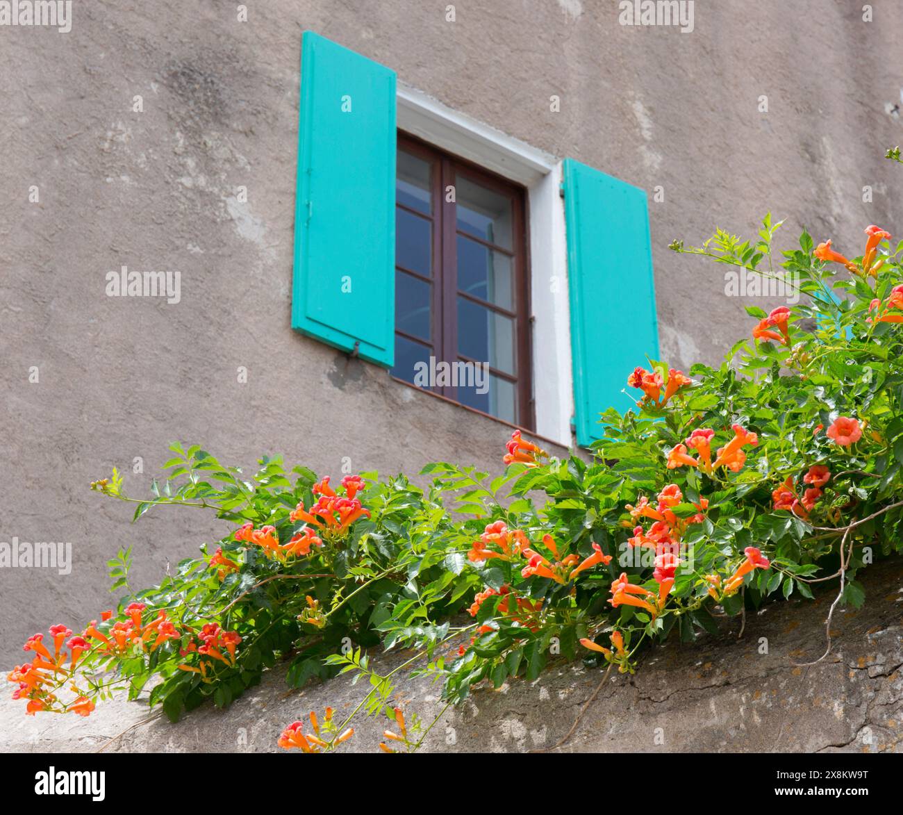 Calvi, Haute-Corse, Corsica, Francia. Brillanti fiori di arancio di tromba, Campsis radicans, adornano una parete della cittadella e una finestra con tapparelle dietro. Foto Stock