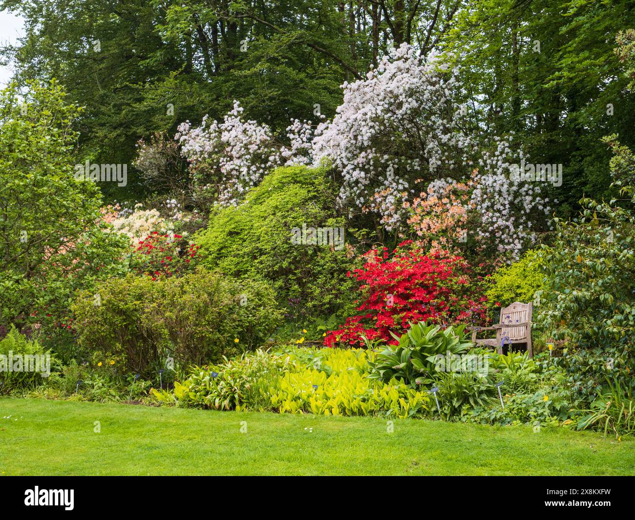 Azalee ammassate dietro il bordo superiore del prato presso la Garden House, Buckland Monachorum, Devon, Regno Unito Foto Stock
