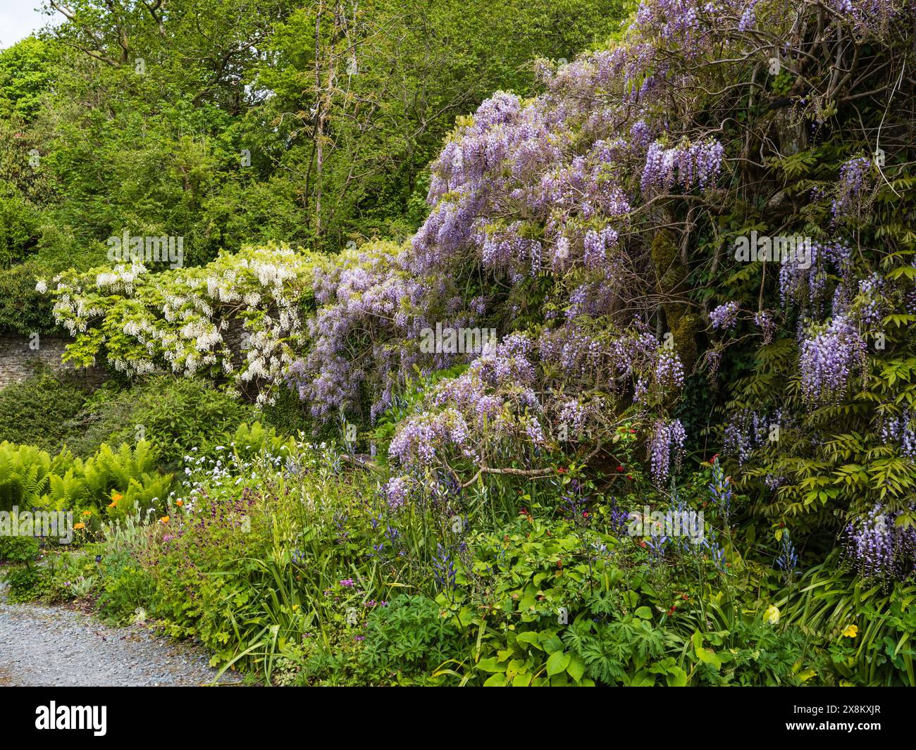 Wisteria blu e bianca nel giardino murato della Garden House, Buckland Monachorum, Devon, Regno Unito Foto Stock