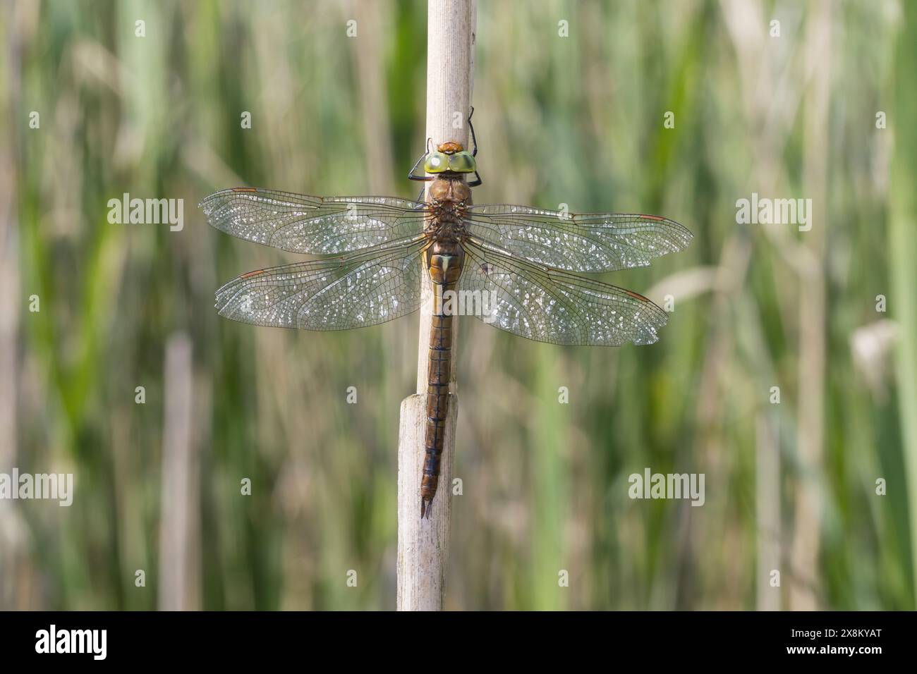 Keilflecklibelle, Keilfleck-Mosaikjungfer, Keilfleck-Libelle, Aeshna isoceles, Anaciaeschna isosceles, isocele Isoaeschna, falegname dagli occhi verdi, Norfolk Foto Stock