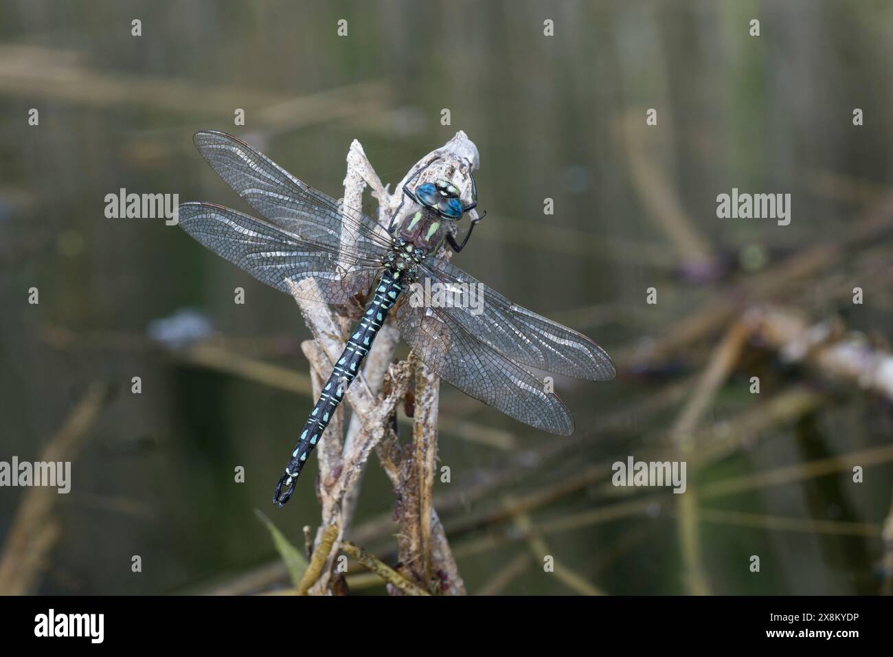 Früher Schilfjäger, Kleine Mosaikjungfer, Männchen, Brachytron pratense, Hairy Dragonfly, Hairy Hawker, Spring Hawker, maschio, l'æschne printanière, animale domestico Foto Stock