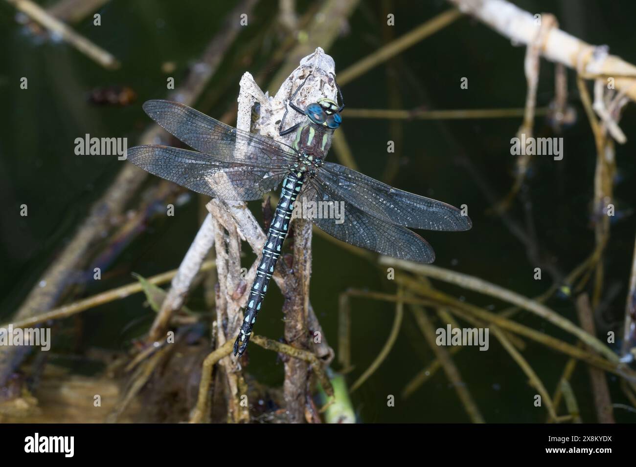 Früher Schilfjäger, Kleine Mosaikjungfer, Männchen, Brachytron pratense, Hairy Dragonfly, Hairy Hawker, Spring Hawker, maschio, l'æschne printanière, animale domestico Foto Stock