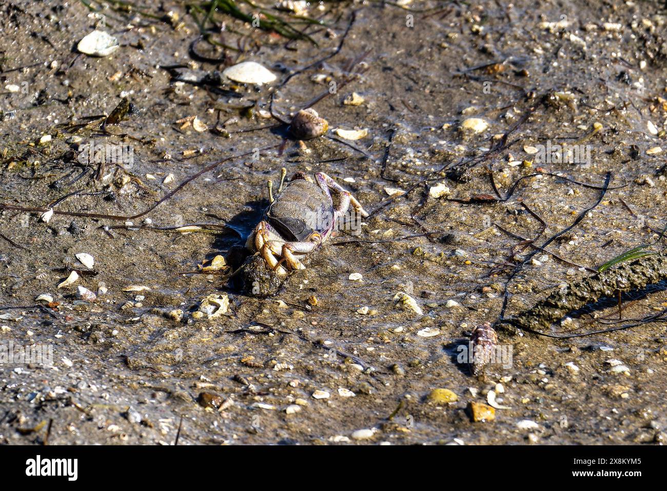 Fiddler Crab, Uca pugnax o tangeri nel Parco naturale Ria Formosa, Algarve, Portogallo. Foto Stock