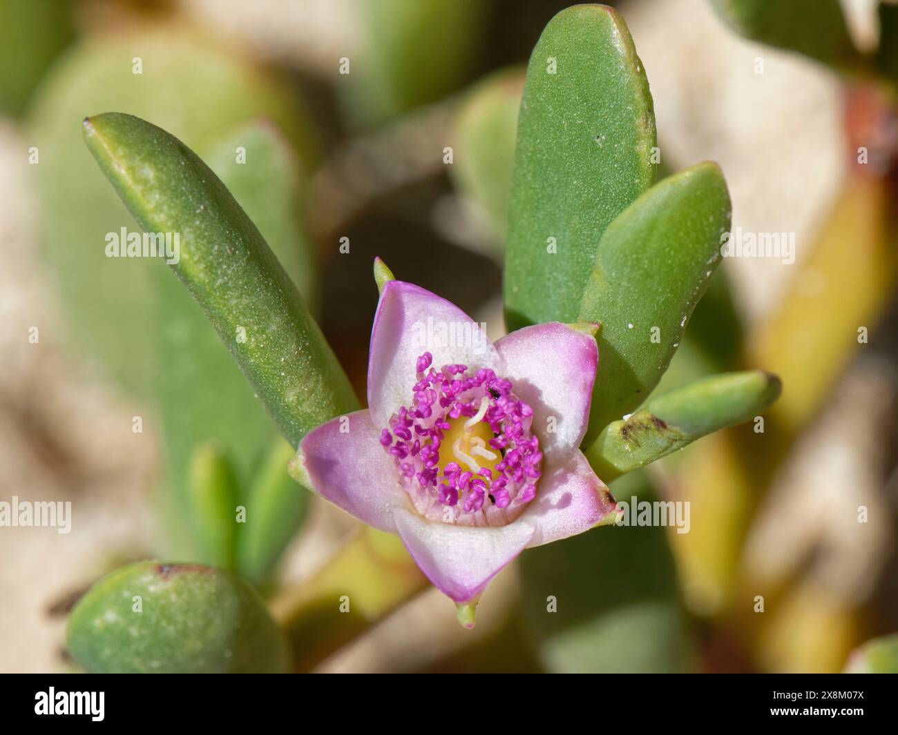 Sea Purslane / litorale purslane (portulacastrum Sesuvium) fioritura sulla riva sabbiosa di una laguna costiera, Sotavento, Fuerteventura, Isole Canarie Foto Stock