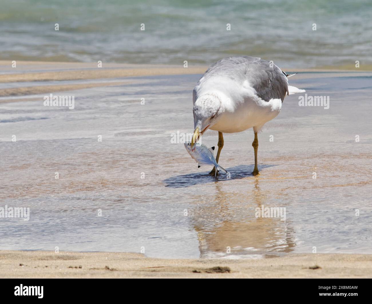 Gabbiano dalle gambe gialle (Larus michahellis) su una spiaggia con un Pompano / pesce argentato (Trachinotus ovatus) che ha appena catturato, Fuerteventura, Isole Canarie. Foto Stock