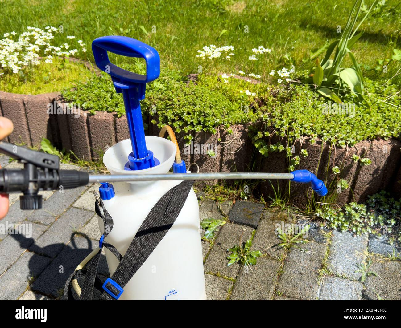 Liberare il marciapiede dalle erbacce in giardino Foto Stock