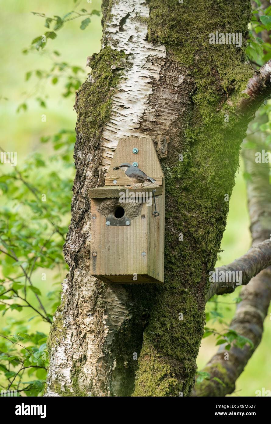 Nuthatch adulto (Sitta europaea) che porta gli invertebrati nella nidificazione per nutrire i giovani. Gilfach Nature Reserve, Rhayader Wales Regno Unito. Maggio 2024 Foto Stock