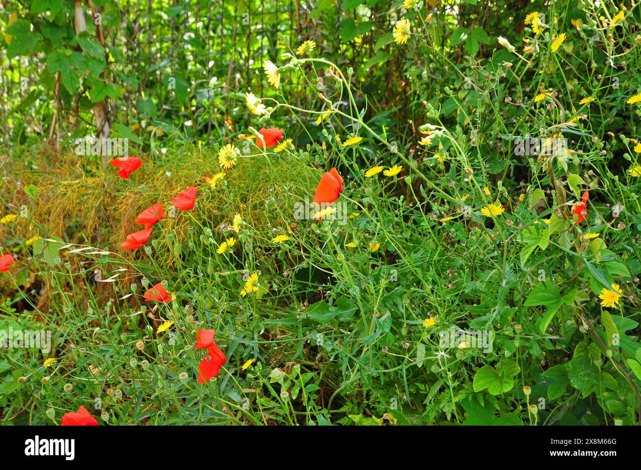 Papaveri e leoni fioriscono in primavera a Tolone Provenza Foto Stock