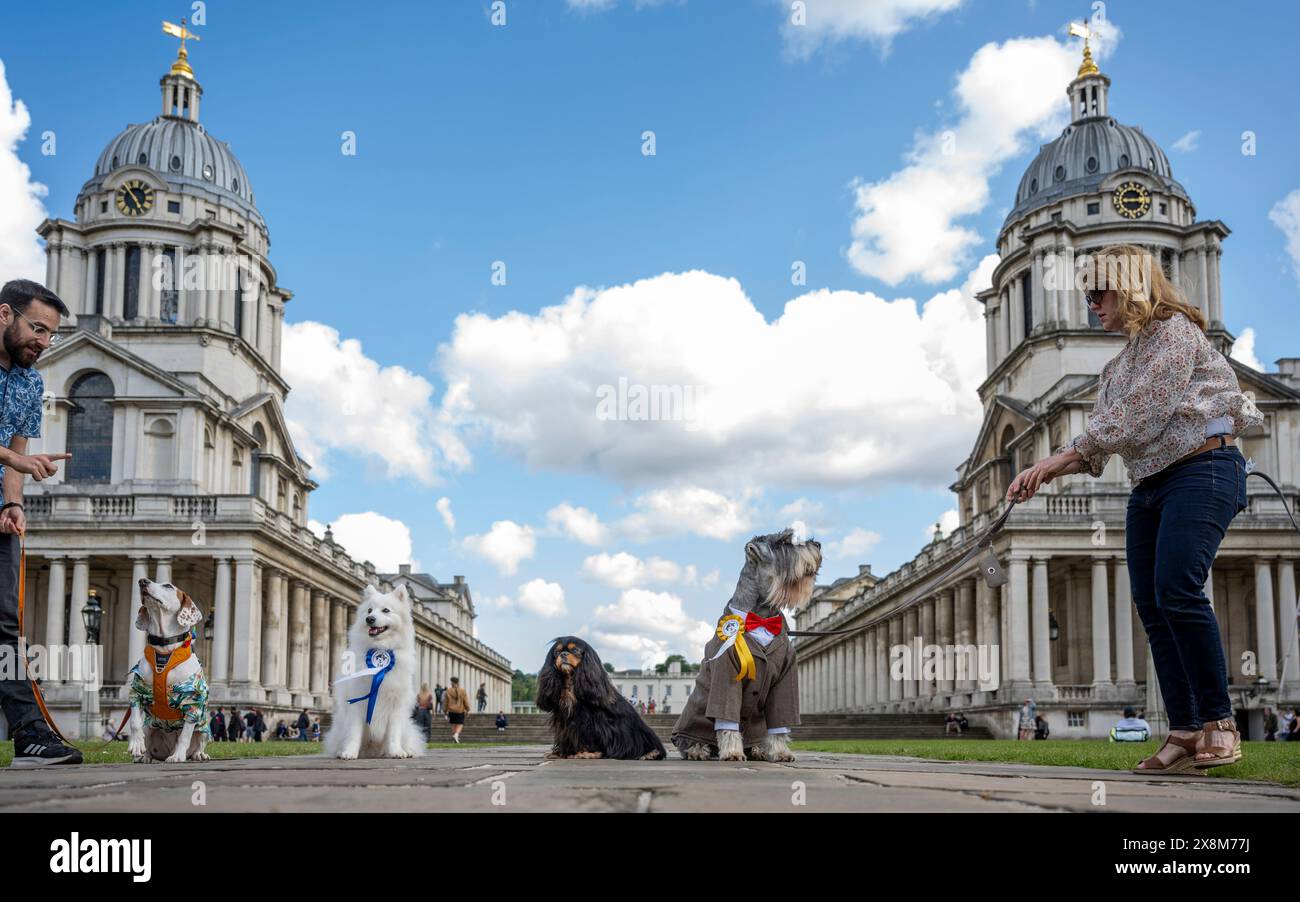 Londra, Regno Unito. 26 maggio 2024. (2L) Finn, uno Spitz giapponese, vince il premio Best in Show al Greenwich Dog Show, tenutosi presso l'Old Royal Naval College. Cani di tutte le età e razze competono in una varietà di classi per vedere se possono ottenere l'ambito premio Best in Show. Crediti: Stephen Chung / Alamy Live News Foto Stock