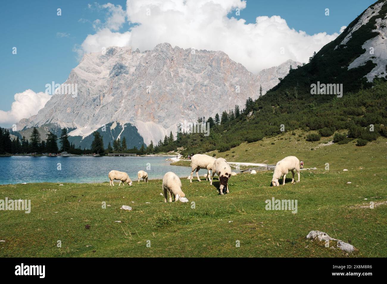 Vista dall'Alpe Ehrwalder alla famosa montagna Zugspitze con il lago Seebensee e le pecore in primo piano. Foto Stock