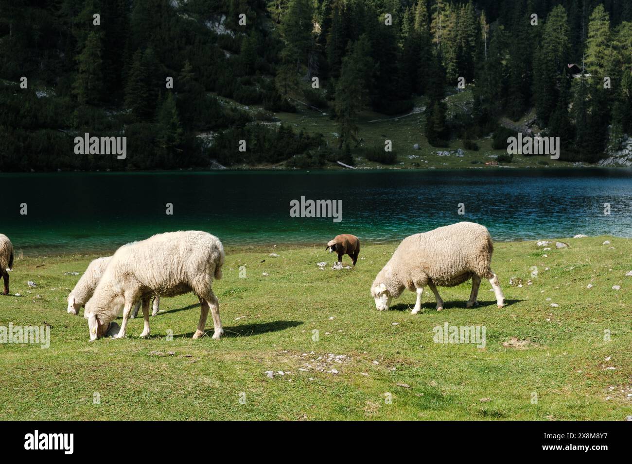 Vista dall'Ehrwalder Alm delle pecore pascolate in primo piano e del lago di montagna sullo sfondo. Foto Stock