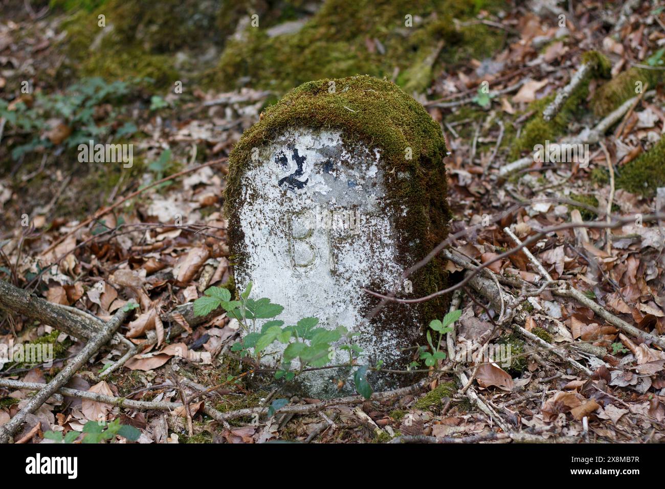 Un'incomprensibile pietra antica ricoperta di muschio con lettere nella foresta sul sentiero Foto Stock