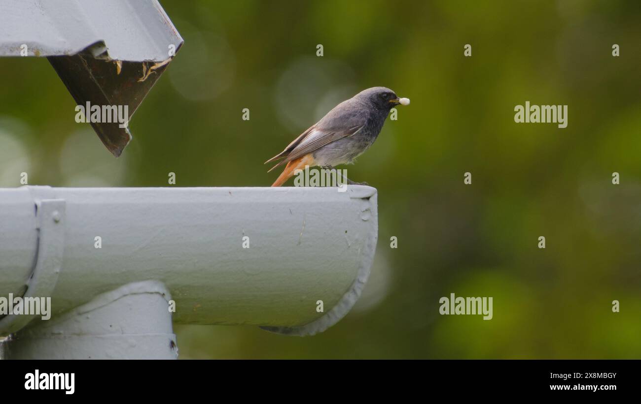 Phoenicurus ochruros, alias Black Redstart maschio, arroccato sul tetto. Nutrire i neonati. Isolato su sfondo verde. Foto Stock