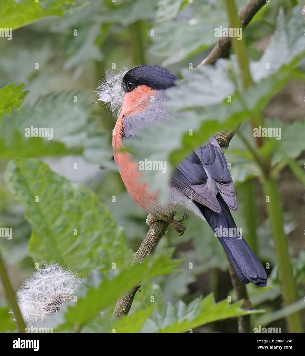 Bullfinch maschio, Pyrrhula pyrrhula Foto Stock