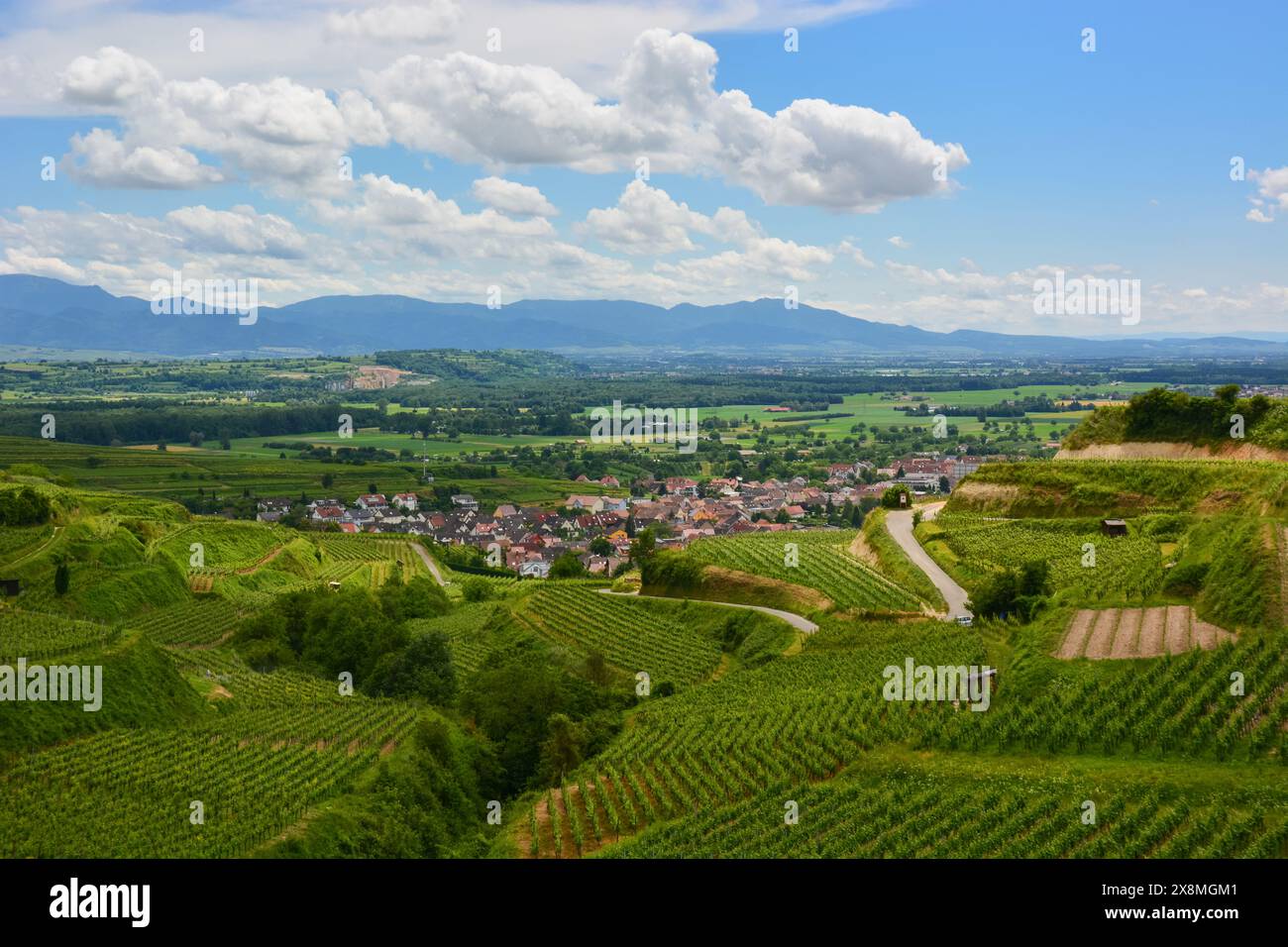 Ihringen - vigneti nella regione Kaiserstuhl nel sud della Germania Foto Stock