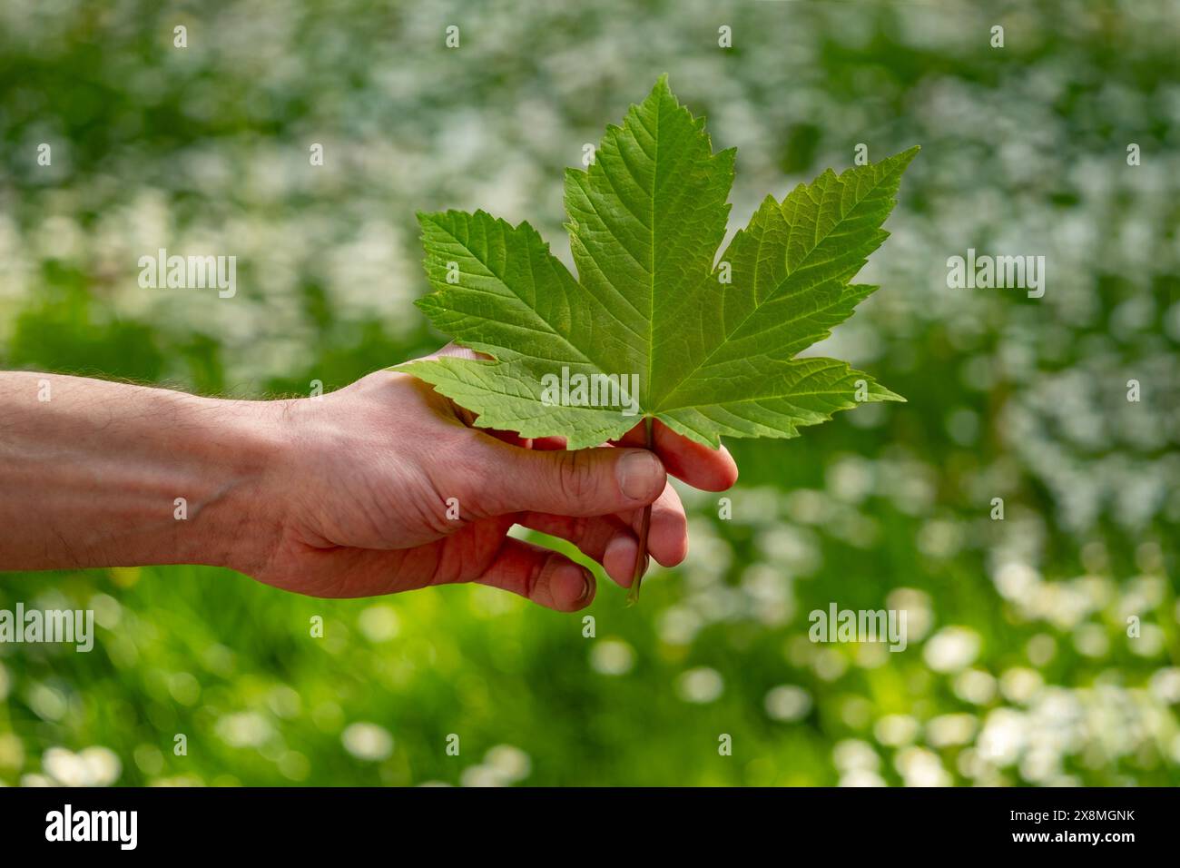 Mano maschile che tiene legno di foglie verdi, connessione tra natura e salute del cuore, cura cardiaca, vita ecologica Foto Stock