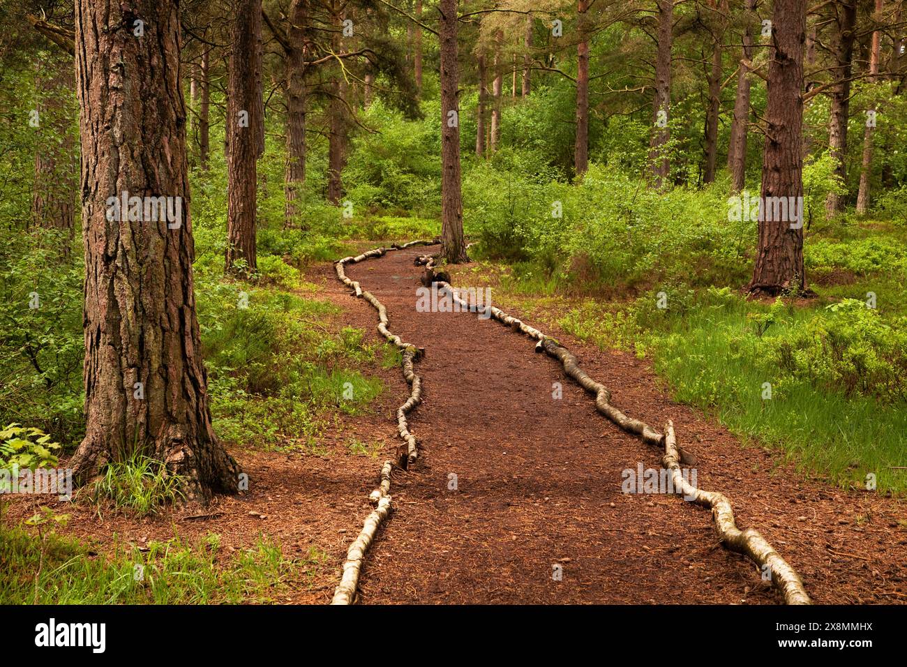 Percorso attraverso la riserva naturale di Cliburn Moss, vicino a Cliburn in Cumbria, Regno Unito Foto Stock