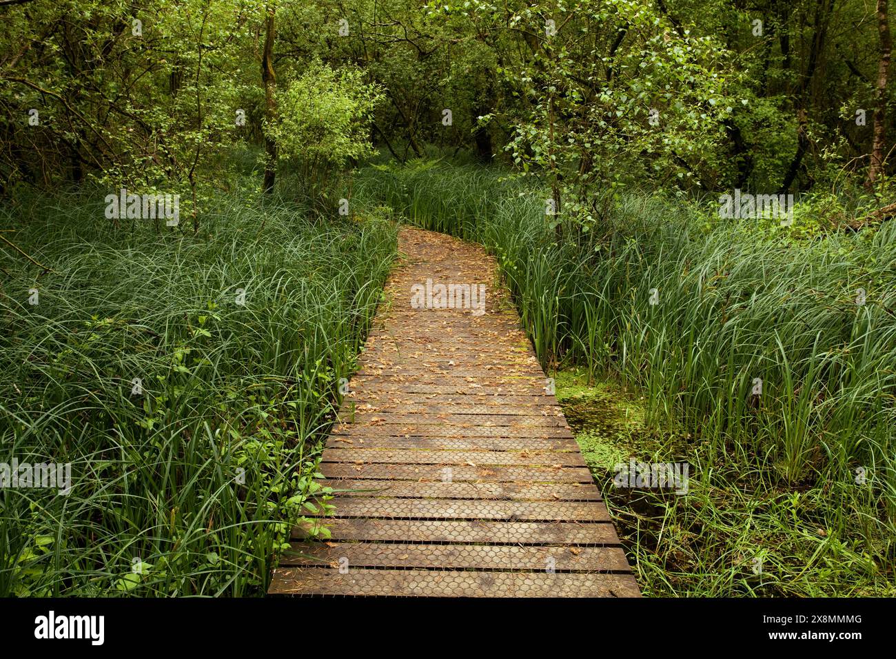 Percorso attraverso la riserva naturale di Cliburn Moss, vicino a Cliburn in Cumbria, Regno Unito Foto Stock