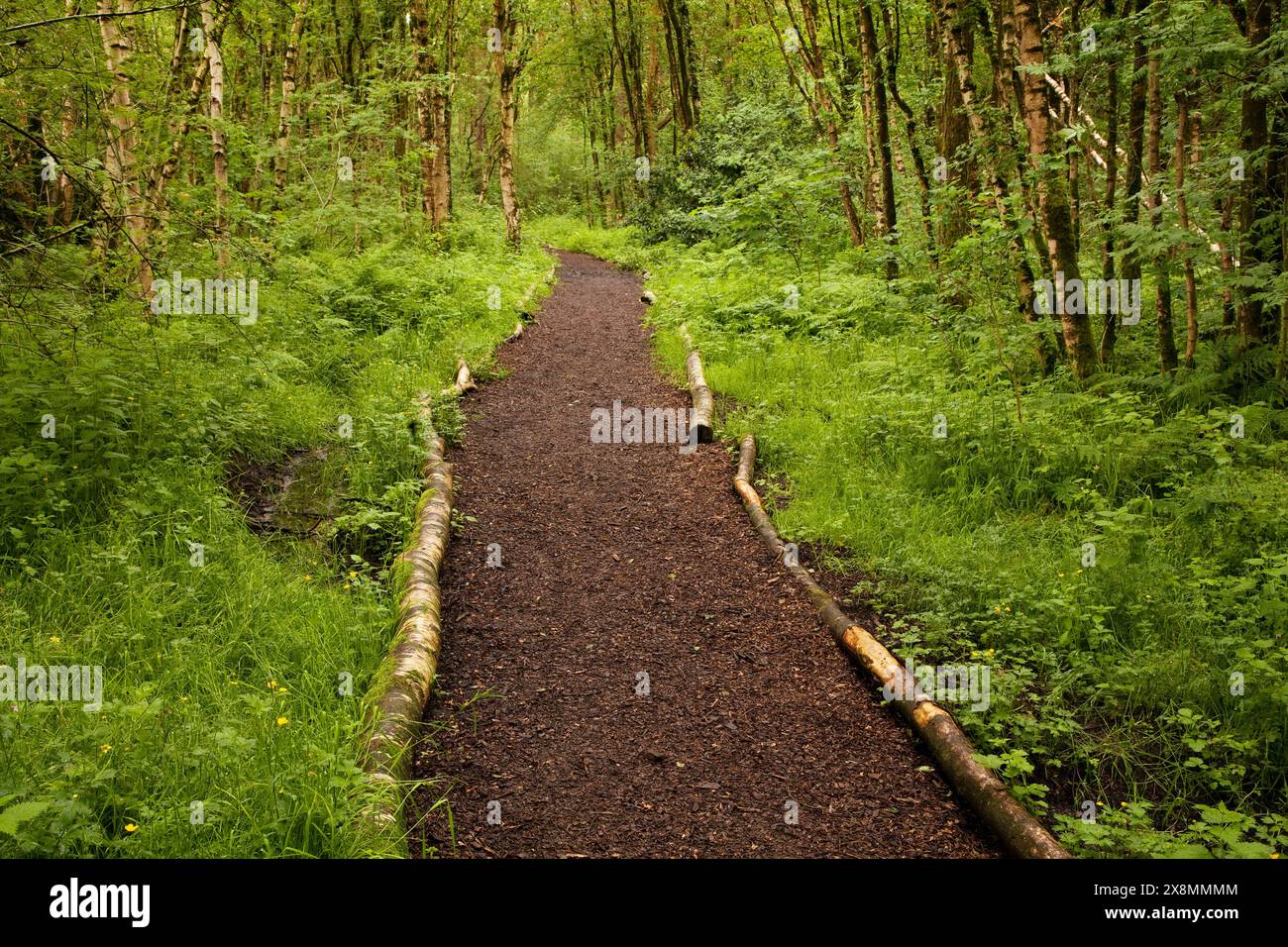 Percorso attraverso la riserva naturale di Cliburn Moss, vicino a Cliburn in Cumbria, Regno Unito Foto Stock