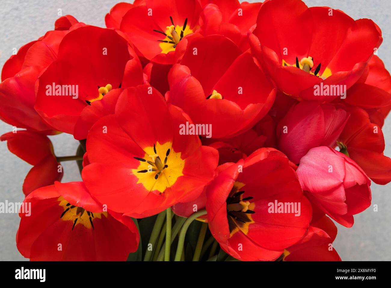 Una deliziosa collezione di vivaci fiori rossi che mostrano sorprendenti centri gialli, perfetta per aggiungere un tocco di colore a qualsiasi ambiente Foto Stock