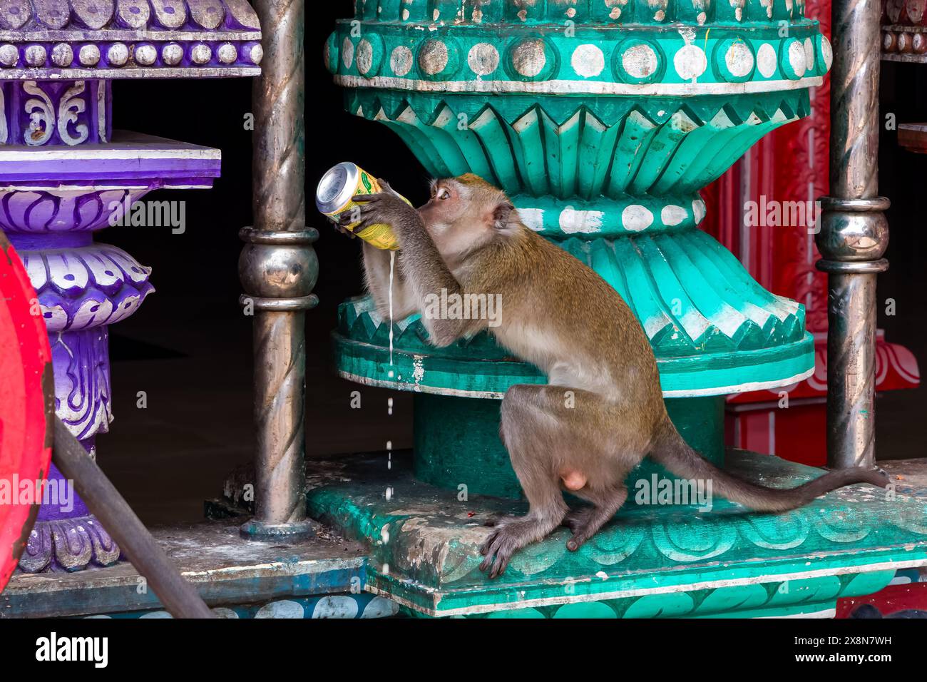 Una scimmia Macaque dalla coda lunga che beve da una barattola scartata in un tempio indù presso le grotte di Batu Foto Stock
