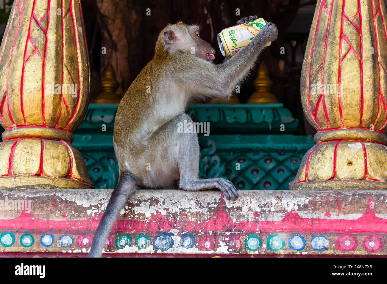 Una scimmia Macaque dalla coda lunga che beve da una barattola scartata in un tempio indù presso le grotte di Batu Foto Stock