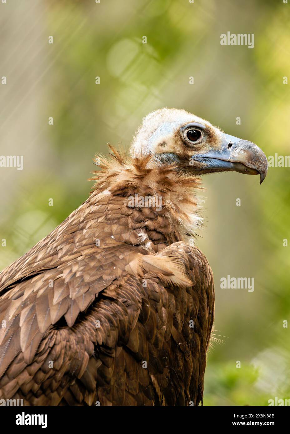 Il Black Vulture, originario delle Americhe, si nutre di carote. Questa foto cattura il suo piumaggio scuro e la vista acuta, mostrando il suo comportamento scavenging Foto Stock