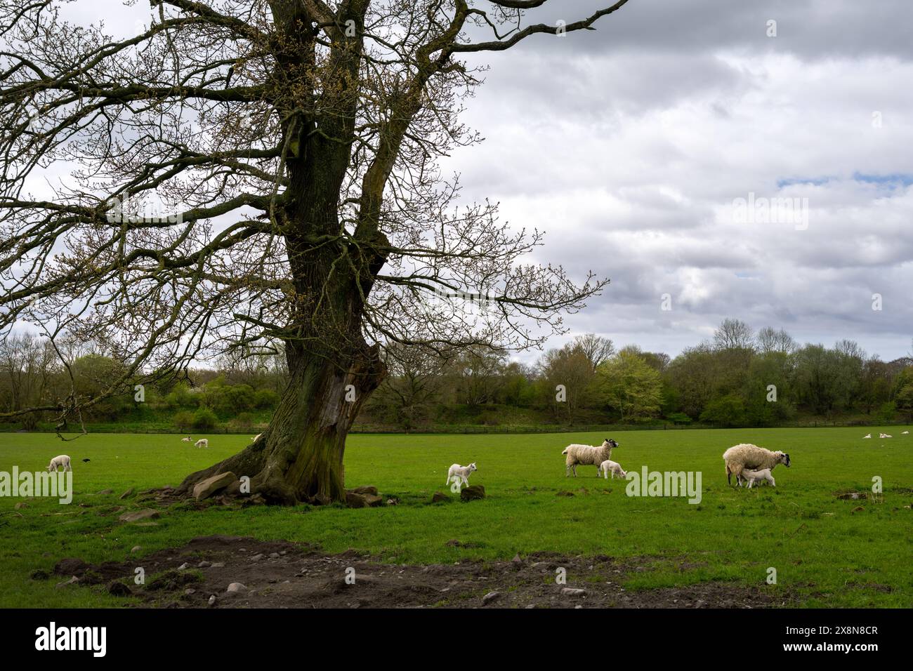 Pecore e agnelli in un campo in primavera in una giornata nuvolosa Foto Stock