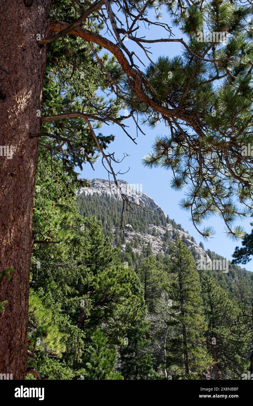 Aspra vetta calva incorniciata da pino ponderosa nel Parco Nazionale delle Montagne Rocciose Foto Stock