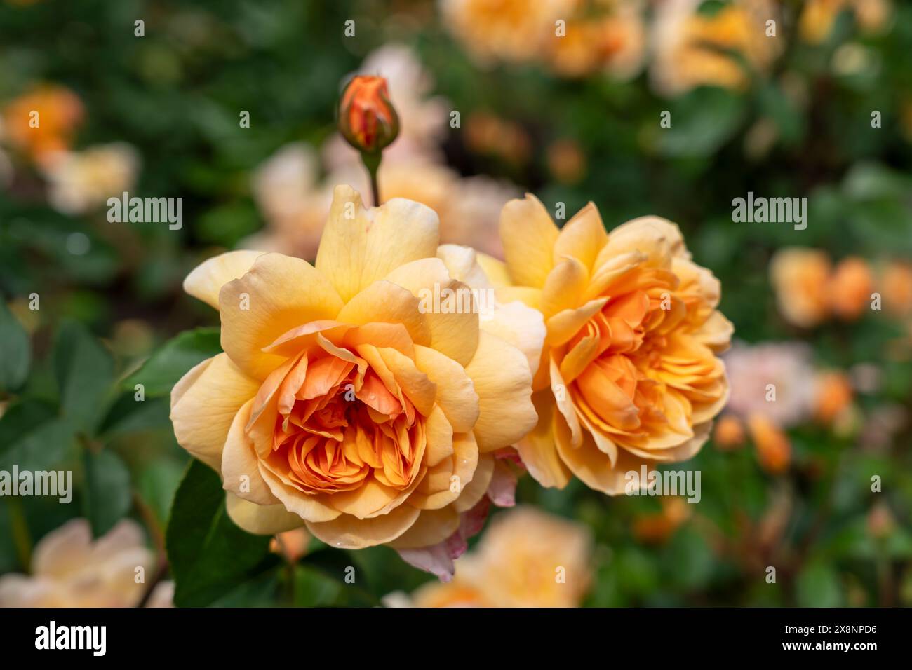 Port Sunlight Rose fiori che crescono nel giardino. Stati Uniti. Foto Stock
