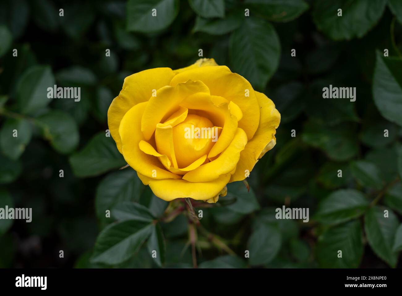 Un fiore dorato di Sun Rose che cresce nel giardino. Stati Uniti. Foto Stock