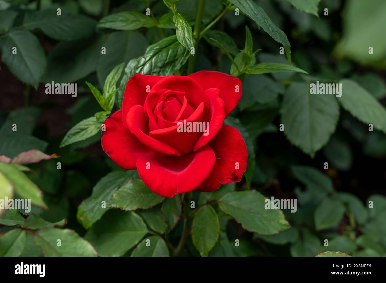 Un fiore di rosa olimpionica che cresce nel giardino. Stati Uniti. Foto Stock