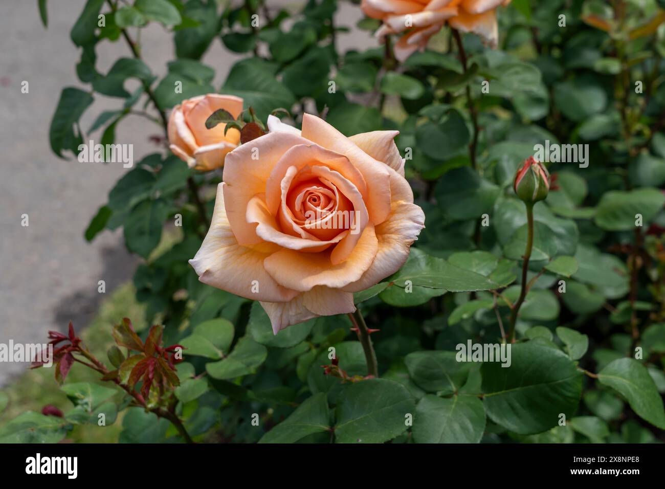 Sopra la Luna fiore di rosa che cresce nel giardino. Stati Uniti. Foto Stock