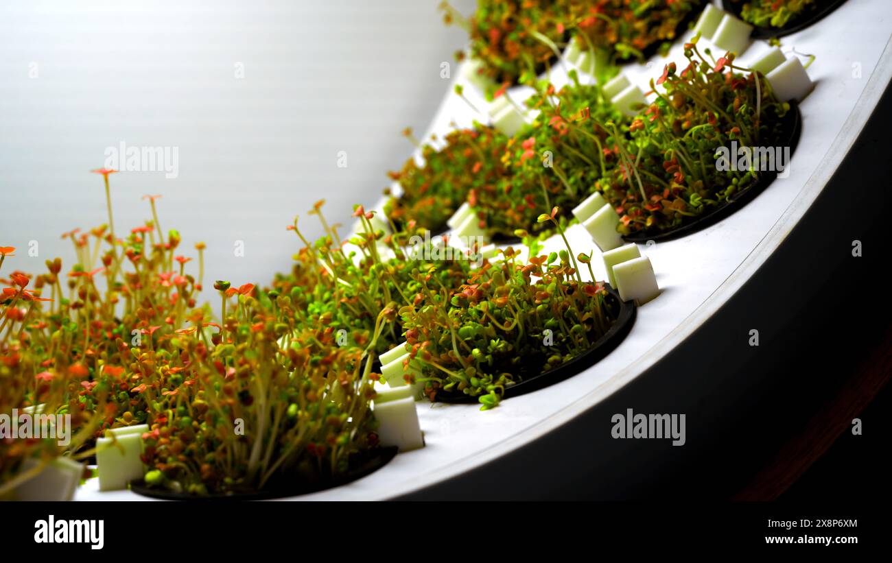 Piantine con creme da giardino Microgreens. Supporto. Primo piano di piante commestibili verdi in una macchina per la filatura. Foto Stock